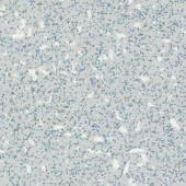 Лінолеум Grabo Ecosafe 1204-663/20-279 Лінолеум Grabo Ecosafe 1204-663/20-279